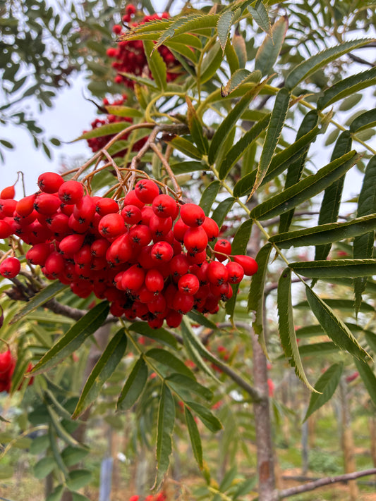 Sorbus Matthew Ridley