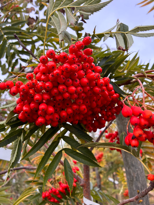 Sorbus Matthew Ridley