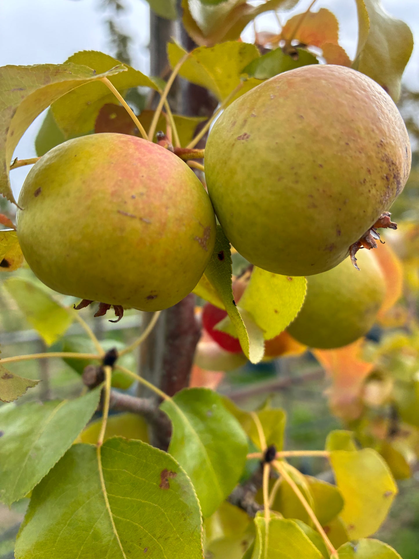 Pyrus Beech Hill