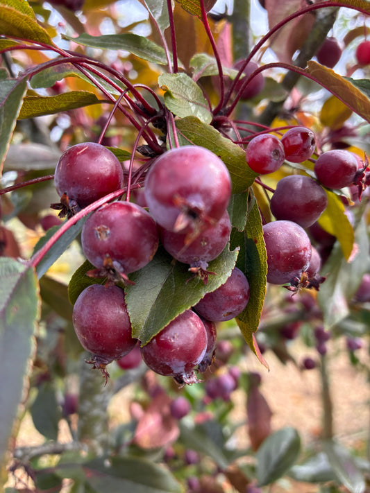 Crab Apple - Malus R.J. Fulcher