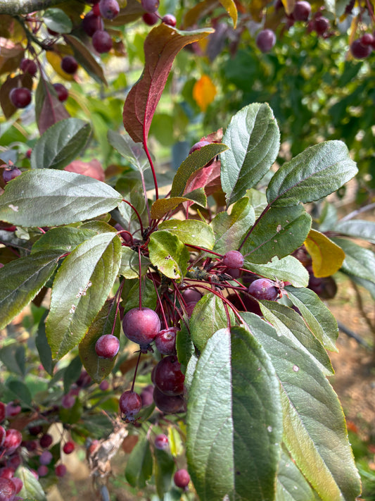 Crab Apple - Malus R.J. Fulcher