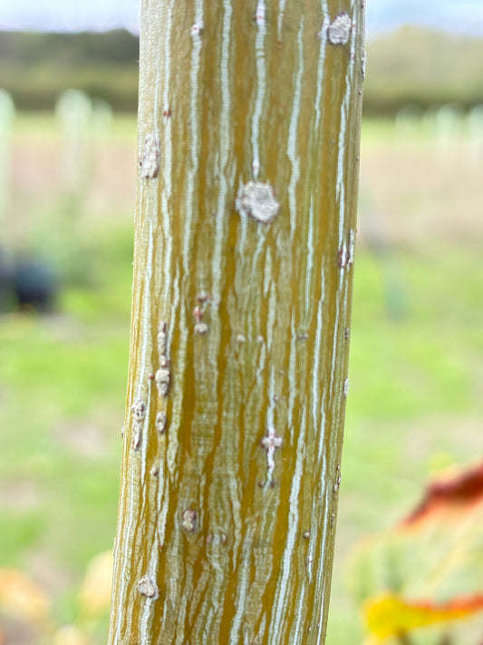 Acer Capillipes