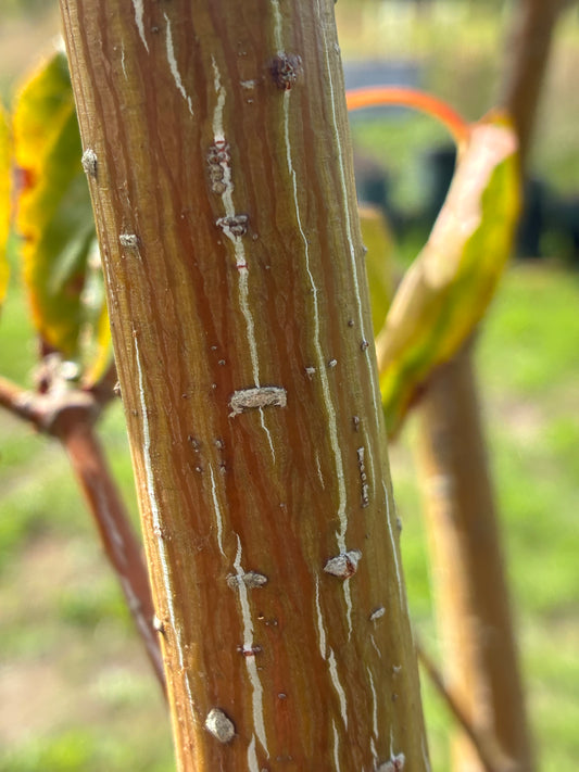 Acer - Caudatifolium