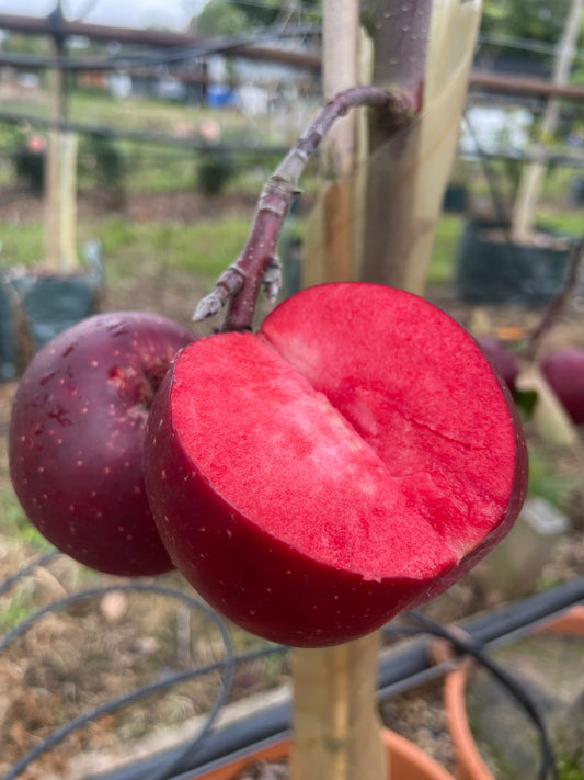 Apple - Tickled Pink