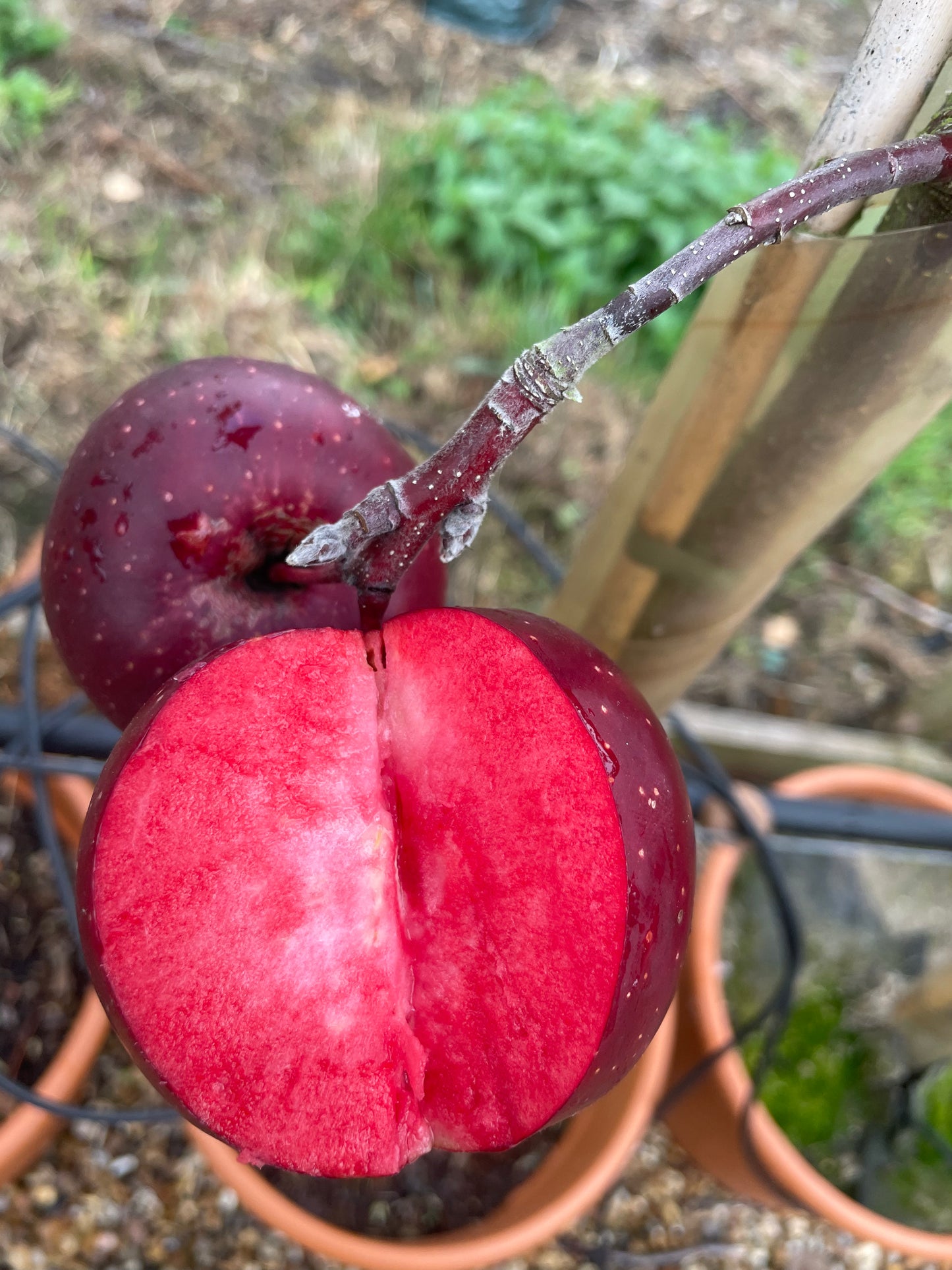 Apple - Tickled Pink