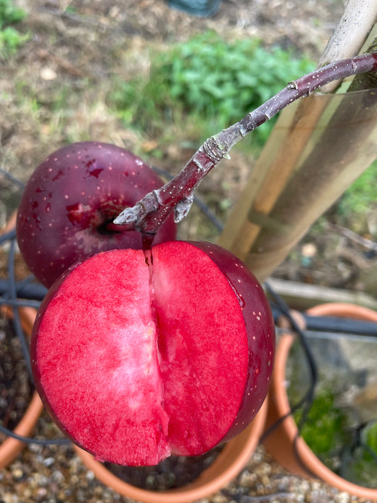Apple - Tickled Pink