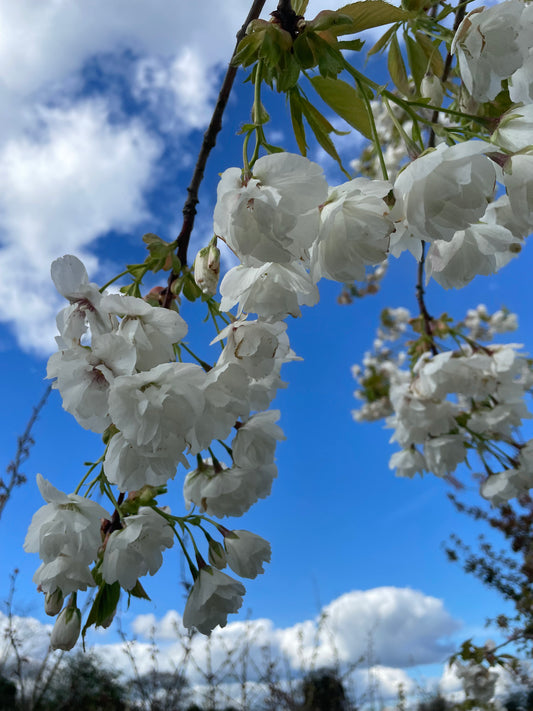 Prunus Shirotae