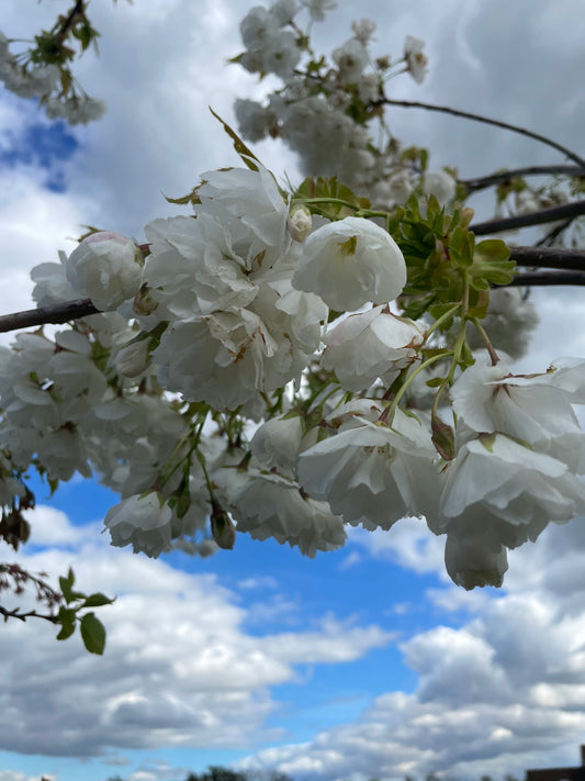 Prunus Shirotae