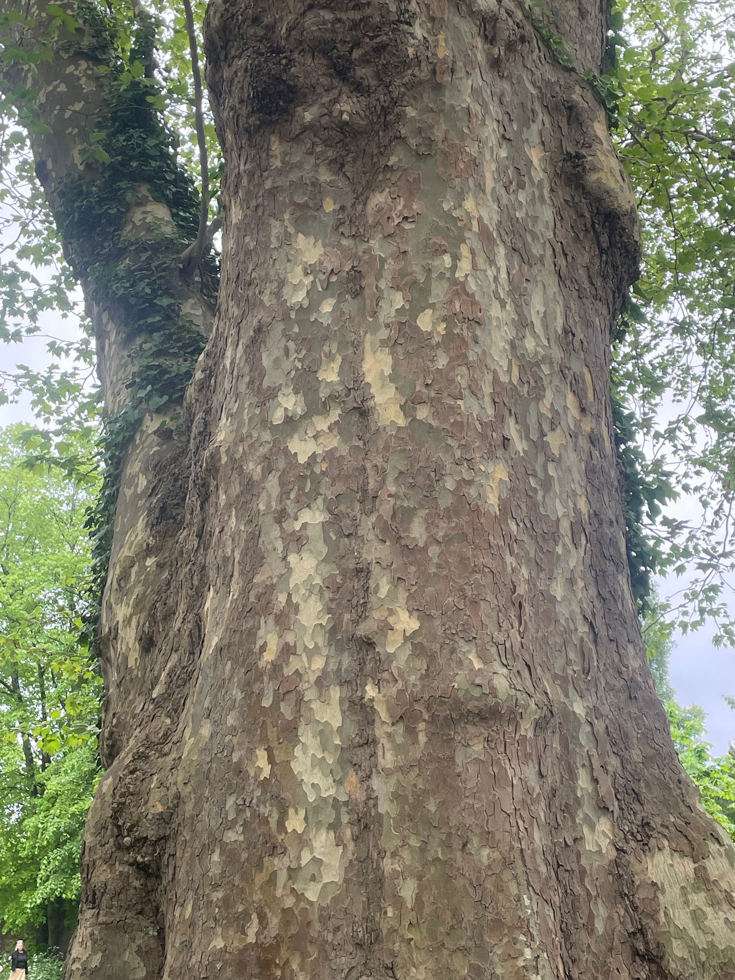 London Plane - Platanus Hispanica