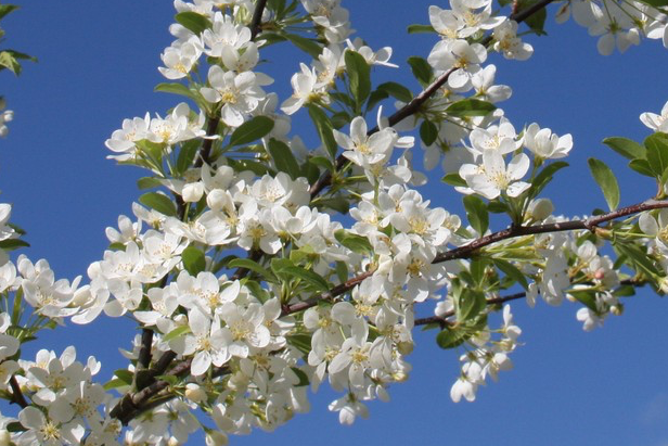 Crab Apple - Malus Transitoria
