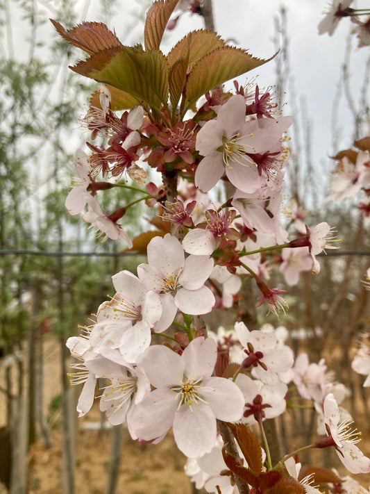 Flowering Cherry - Prunus Hillier Spire