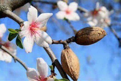 Almond - Prunus Amygdalus