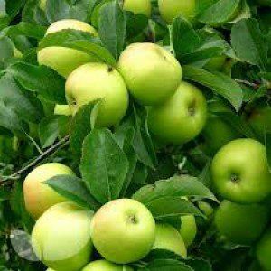 Apple - Greensleeves