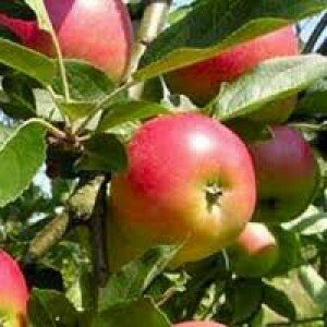 Apple - Worcester Pearmain
