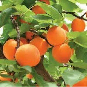 Apricot - New Large Early