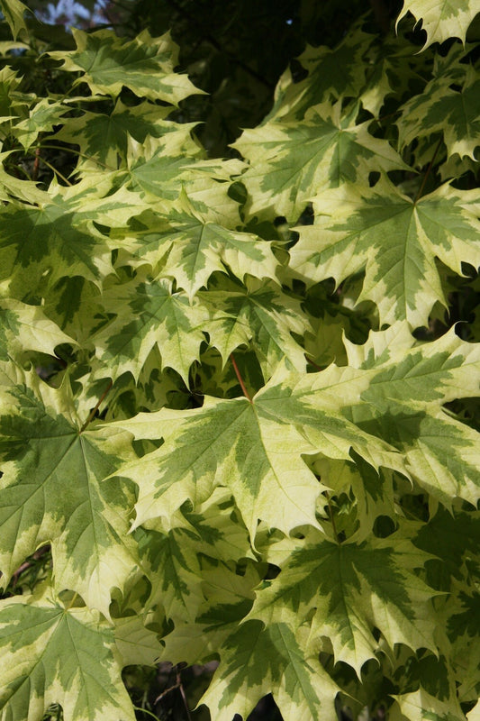 Acer - Drummondii