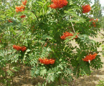 Sorbus - Rowan (Mountain Ash)