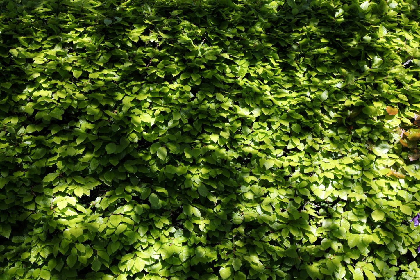 Hedge - Green Beech