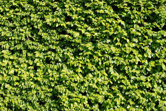 Hedge - Hornbeam