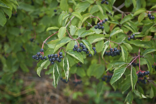 Hedge - Cornus Dogwood