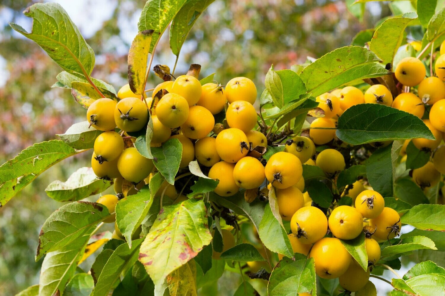 Crab Apple - Malus Golden Hornet