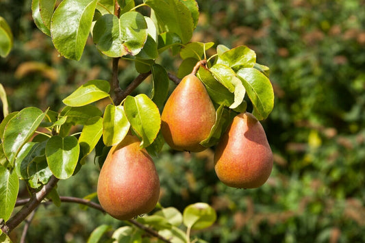 Pear - Beurre Hardy