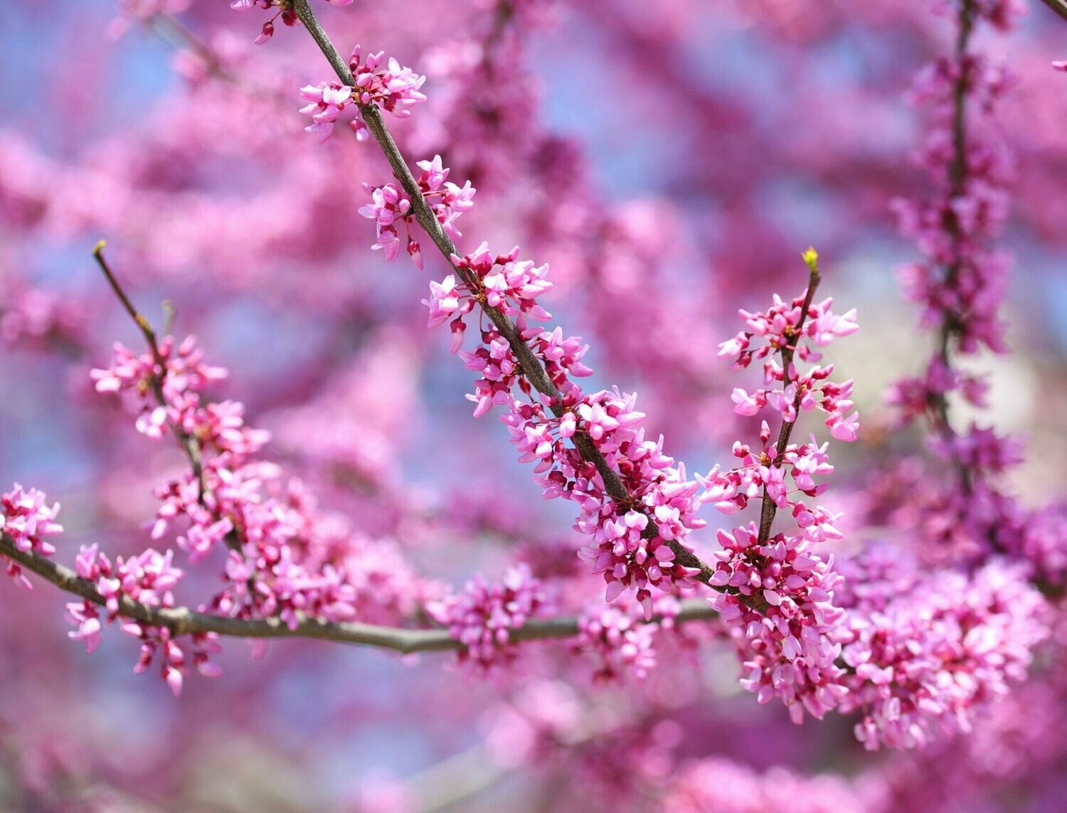 Cercis Canadensis - Merlot – Birds Farm Trees