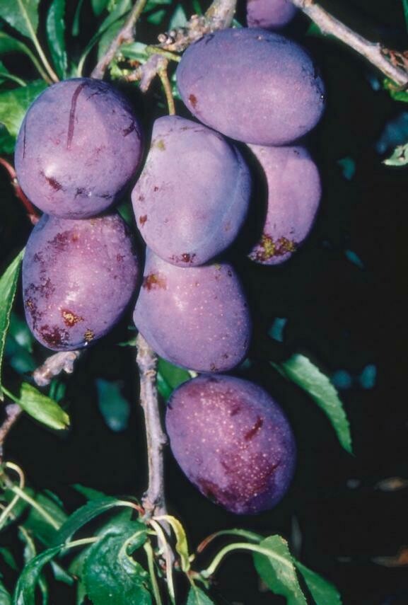 Plum - River's Early Prolific – Birds Farm Trees