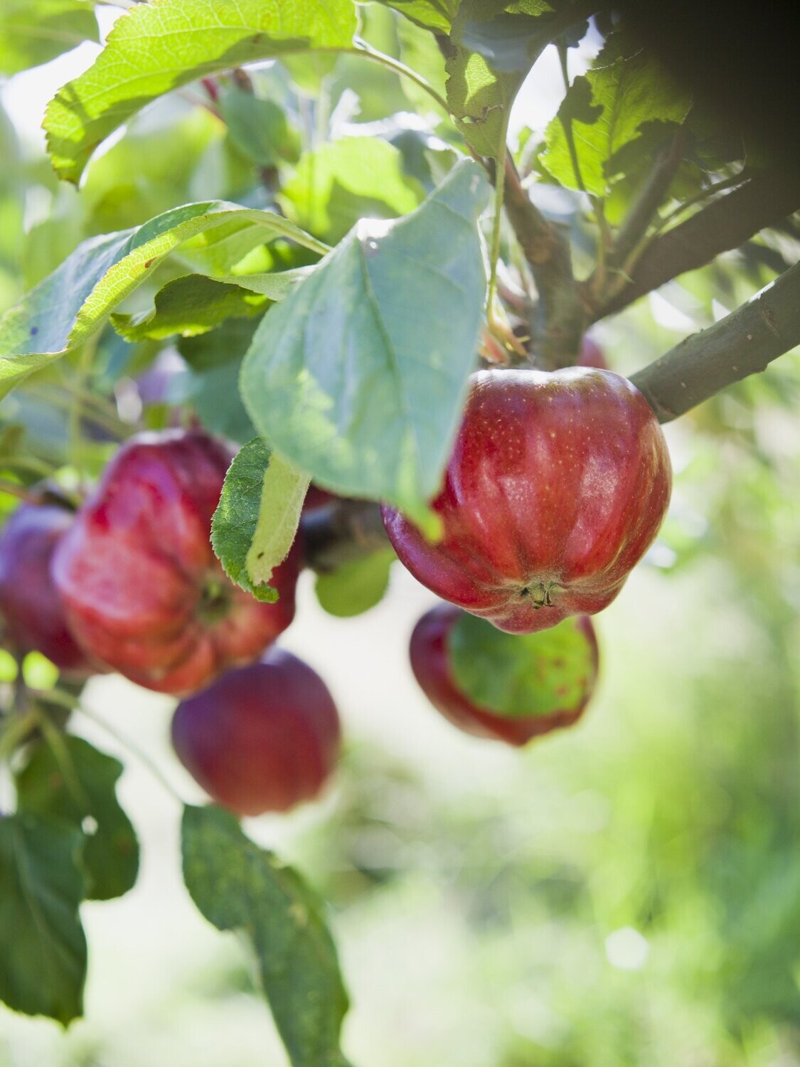 Apple - Bloody Ploughman – Birds Farm Trees