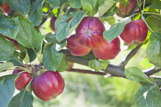 Apple - Bloody Ploughman