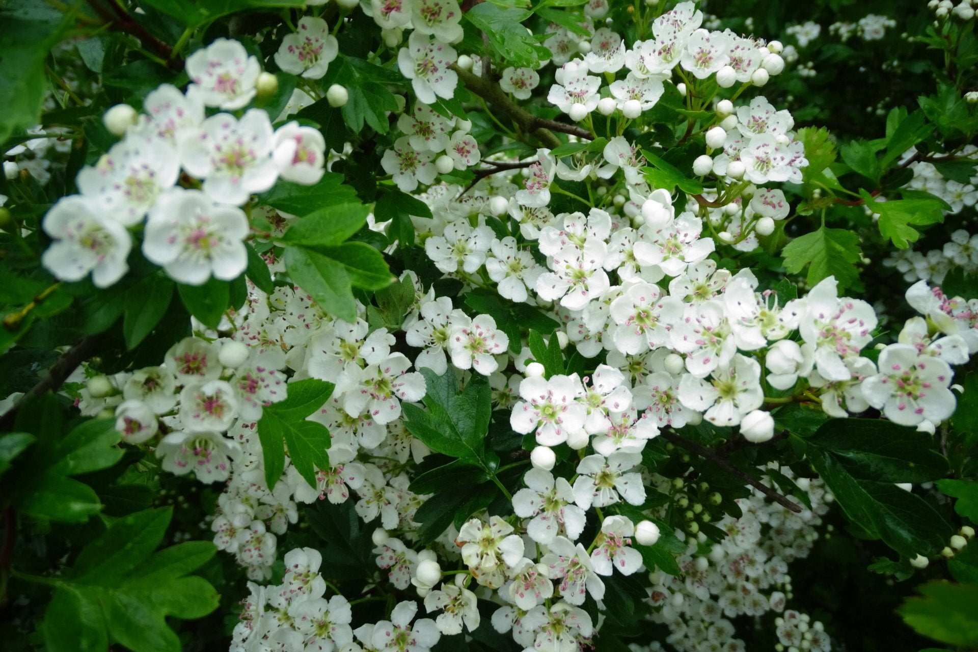 Hedge - Hawthorn – Birds Farm Trees