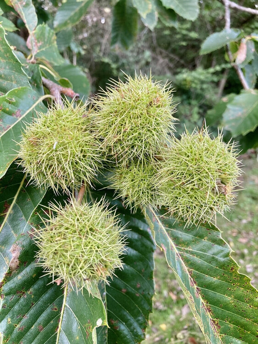 Sweet Chestnut - Castanea Sativa