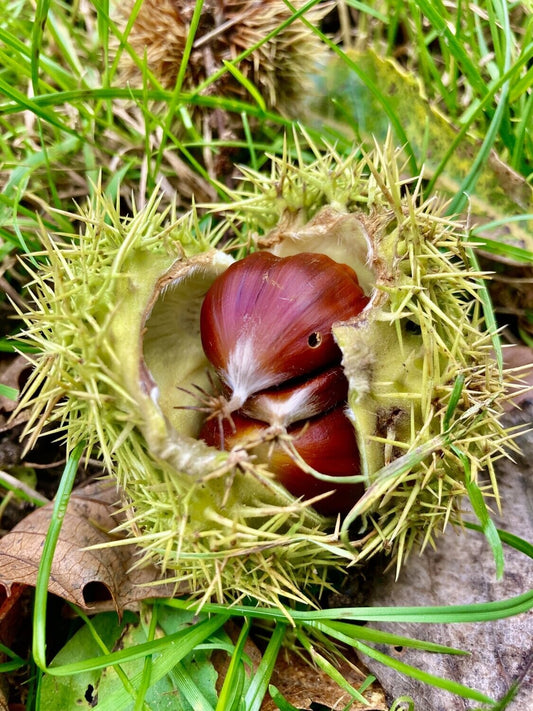 Sweet Chestnut - Castanea Sativa