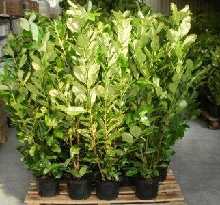 Hedge - Cherry Laurel