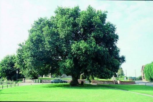 Oak - English Oak