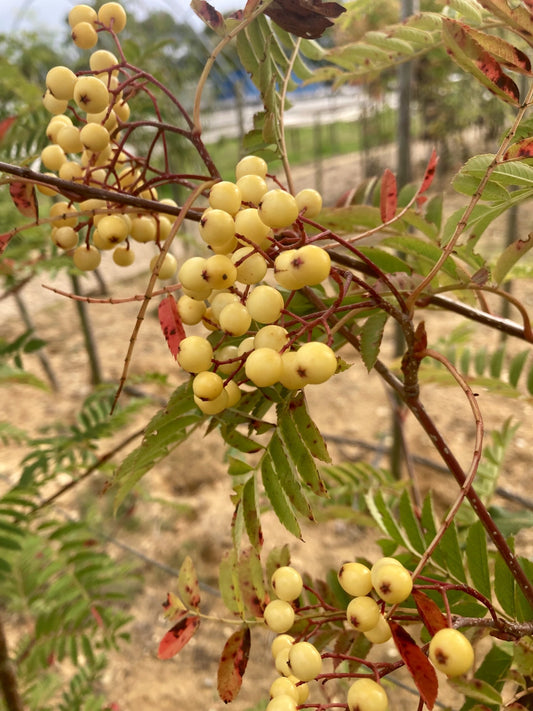 Sorbus - Joseph Rock