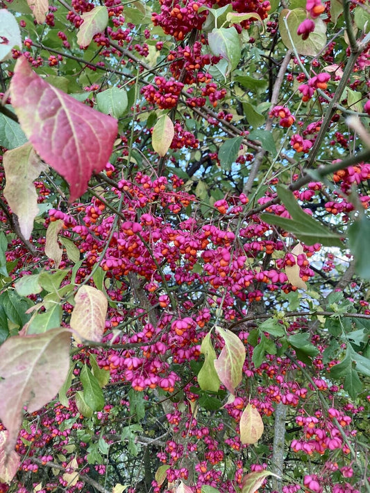 Spindle - Euonymus Europaeus