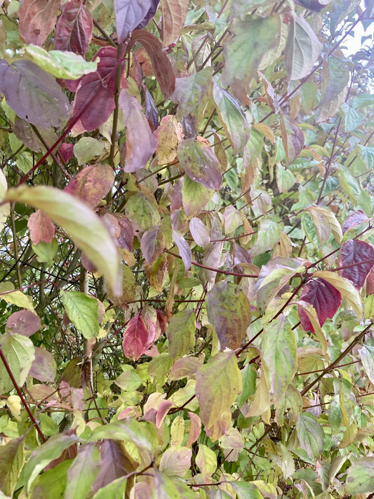 Hedge - Cornus Dogwood