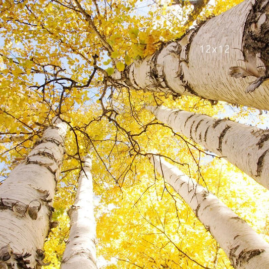 Birch - Betula Golden Beauty
