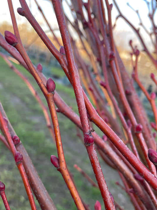Lime -Tilia Cordata "Winter Orange"
