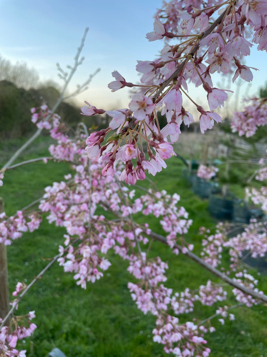 Flowering Cherry - Prunus Pendula Rubra