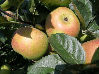 Apple - Blenheim Orange
