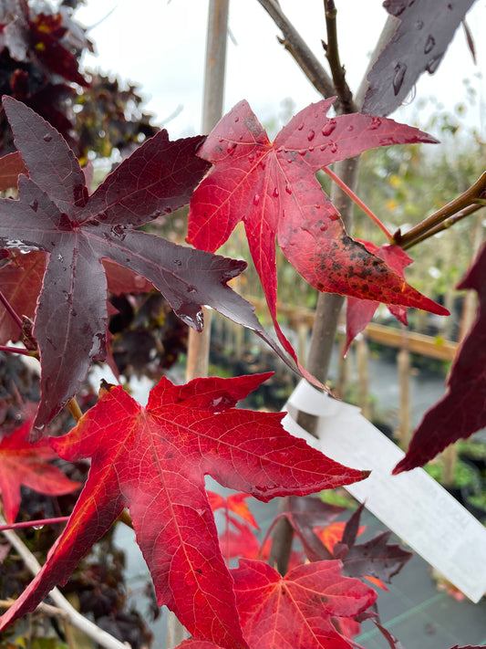 Liquidamber Styraciflua