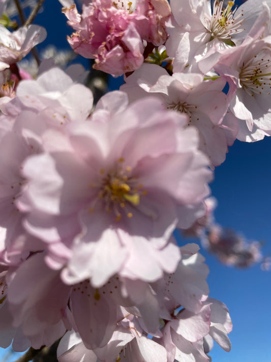 Flowering Cherry - Prunus Accolade