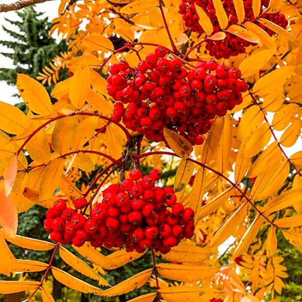 Sorbus - Sheerwater Seedling