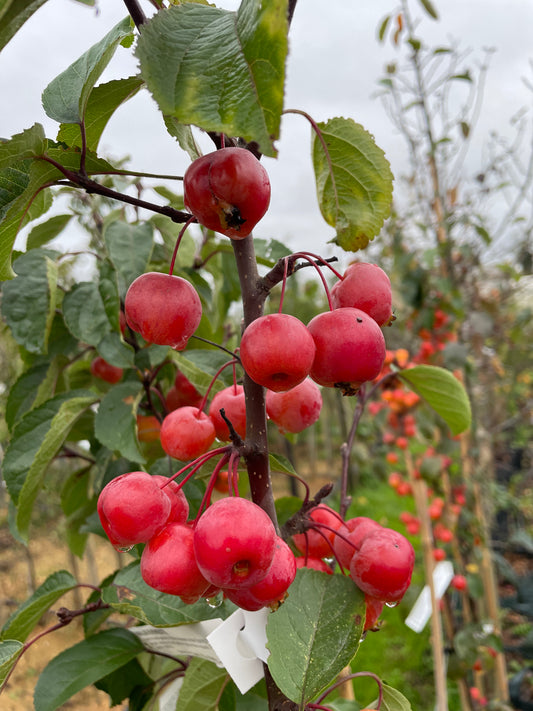 Crab Apple - Malus Evereste
