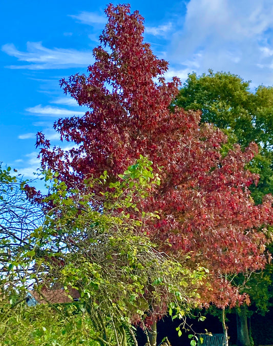 Liquidamber Styraciflua