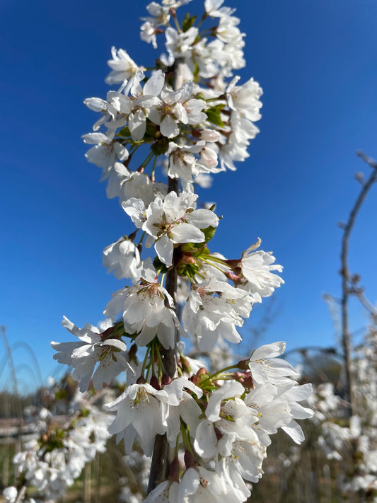 Flowering Cherry - Hillings Weeping Tree
