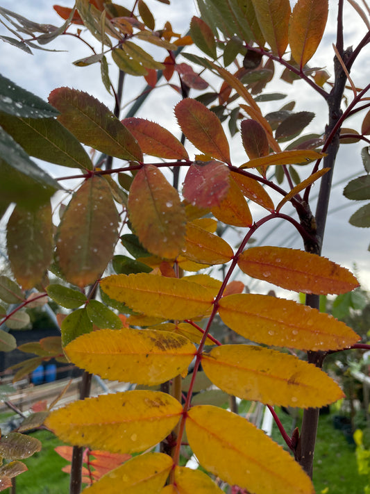 Sorbus Carmesina Emberglow