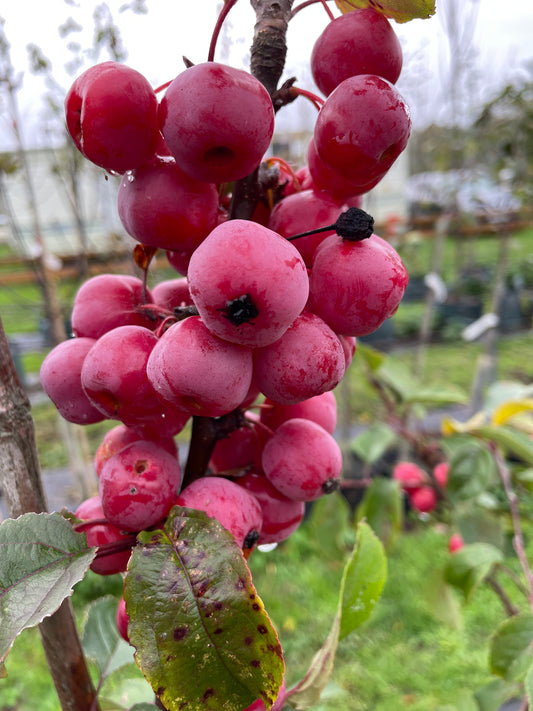 Crab Apple - Malus Gorgeous